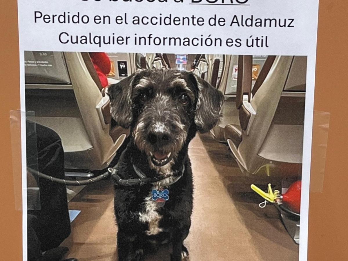Cerca Boro, il cane scomparso nell'incidente ferroviario di Adamuz