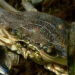 L'arrivo di granchi e pesci alieni in Italia: l'aumento delle specie invasive nelle acque di zavorra delle navi