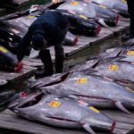 Tonno da record all'asta di Tokyo: venduto a 2,8 milioni di euro