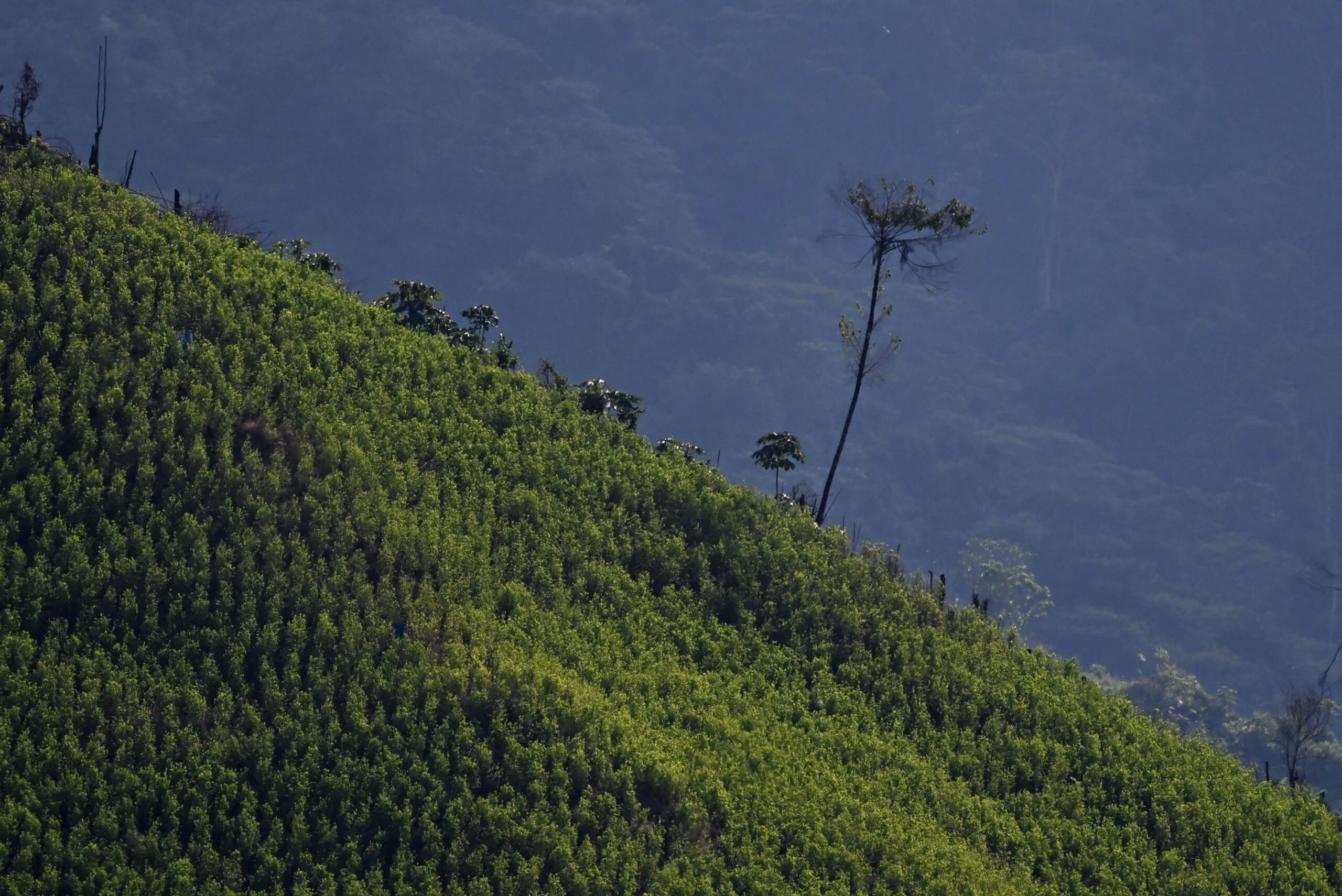 Viaggio nei campi di coca al confine tra Venezuela e Colombia, terra di conflitti tra ELN e FARC