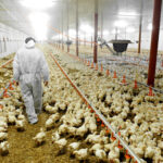 La filiera di confine ucraina diventa una garanzia di continuità per il mercato polacco del pollo