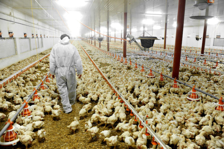 La filiera di confine ucraina diventa una garanzia di continuità per il mercato polacco del pollo
