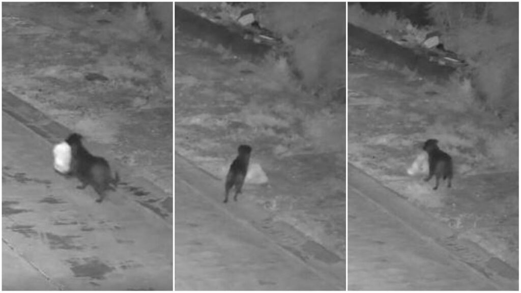 Catania, un cane addestrato a gettare rifiuti in strada: il video choc rivela il trucco del proprietario