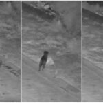 Catania, un cane addestrato a gettare rifiuti in strada: il video choc rivela il trucco del proprietario