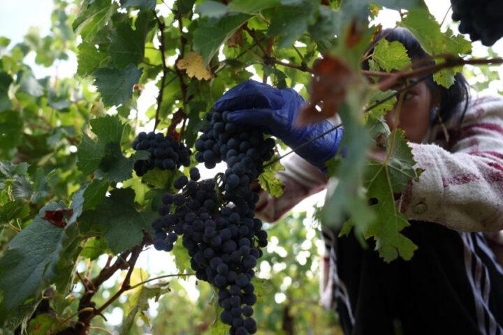 Il Parlamento europeo approva nuove misure di sostegno per i viticoltori dell'UE