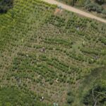 La Colombia raggiunge il massimo storico nella produzione di cocaina