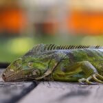 Le iguane in Florida in difficoltà a causa del freddo intenso