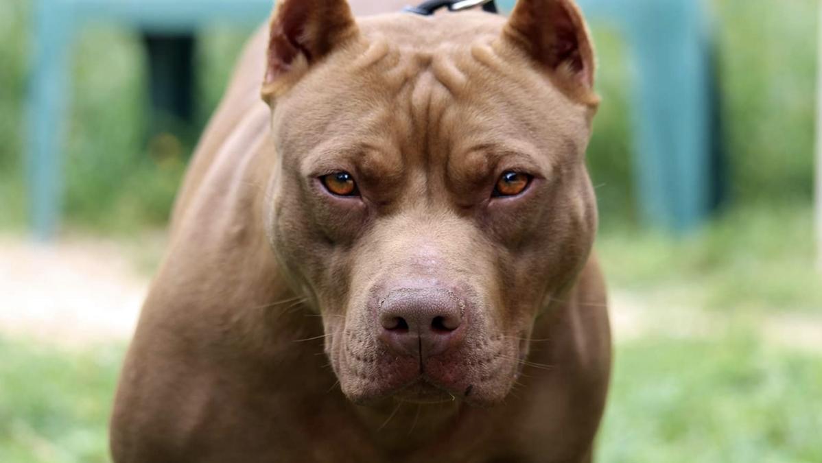 Pitbull aggredisce una bambina di due anni a Ceccano, intervento salvifico di un uomo di 42 anni