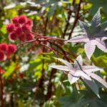 La ricina e il mistero della morte di madre e figlia a Campobasso: indagini aperte su un possibile omicidio