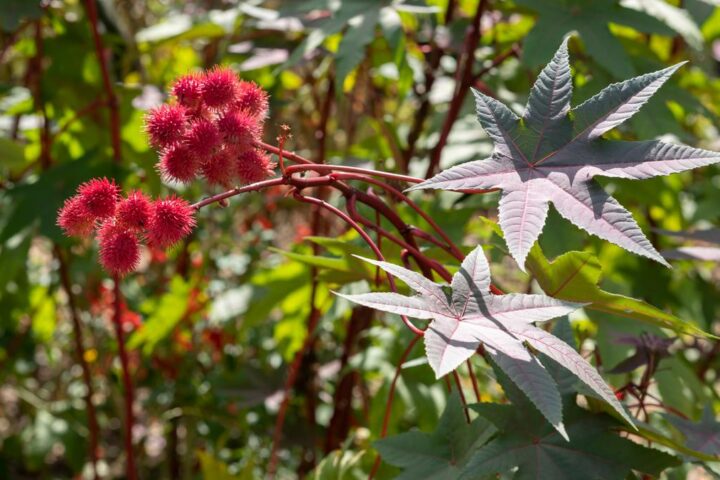 La ricina e il mistero della morte di madre e figlia a Campobasso: indagini aperte su un possibile omicidio