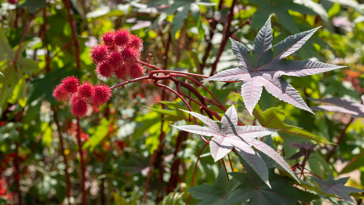 La ricina e il mistero della morte di madre e figlia a Campobasso: indagini aperte su un possibile omicidio