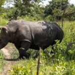 Rinoceronti bianchi reintrodotti nel parco nazionale Kidepo Valley in Uganda dopo 40 anni