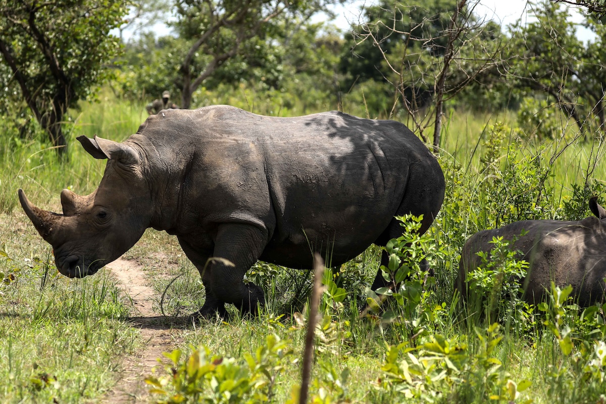 Rinoceronti bianchi reintrodotti nel parco nazionale Kidepo Valley in Uganda dopo 40 anni