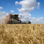 Disinformazione sul grano ucraino: una campagna mirata contro i mercati globali