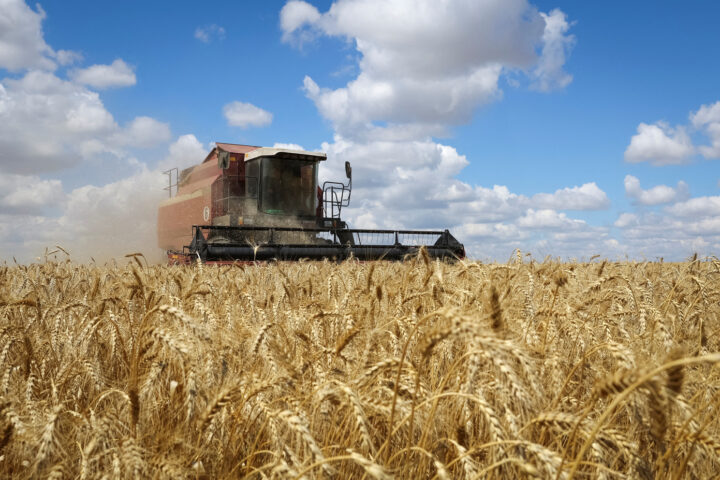 Disinformazione sul grano ucraino: una campagna mirata contro i mercati globali