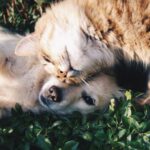Il Parlamento Ue approva norme per proteggere cani e gatti da maltrattamenti