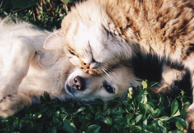 Il Parlamento Ue approva norme per proteggere cani e gatti da maltrattamenti