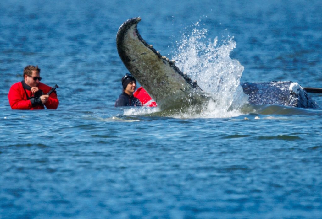 Inizia l'operazione di salvataggio della megattera Timmy arenata da marzo nel mar Baltico