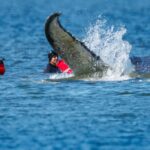 Inizia l'operazione di salvataggio della megattera Timmy arenata da marzo nel mar Baltico