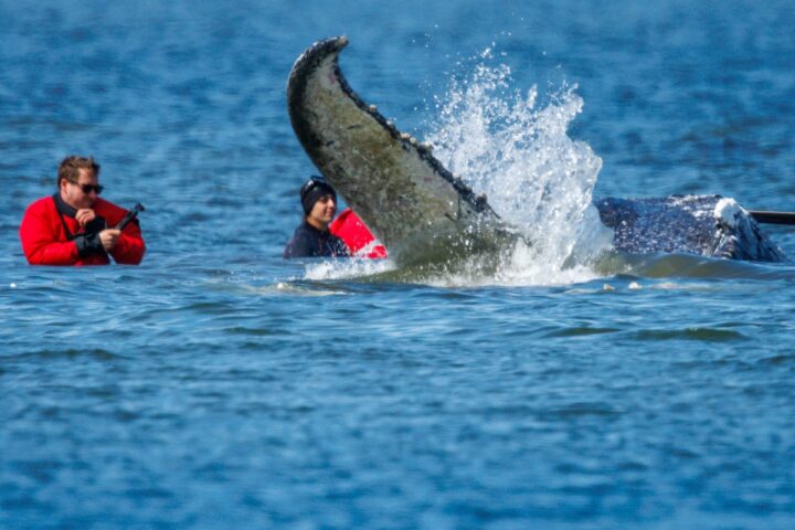 Inizia l'operazione di salvataggio della megattera Timmy arenata da marzo nel mar Baltico