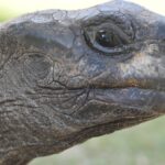 La tartaruga Jonathan è viva: la notizia della sua morte era una truffa sui social