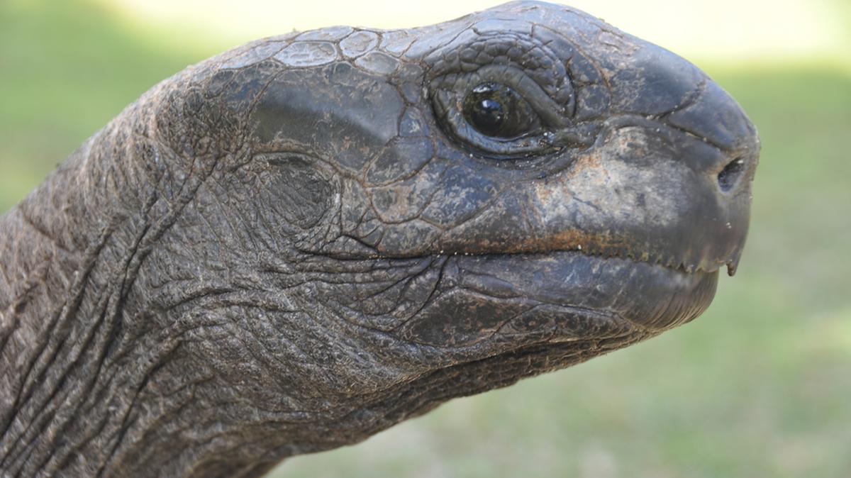 La tartaruga Jonathan è viva: la notizia della sua morte era una truffa sui social