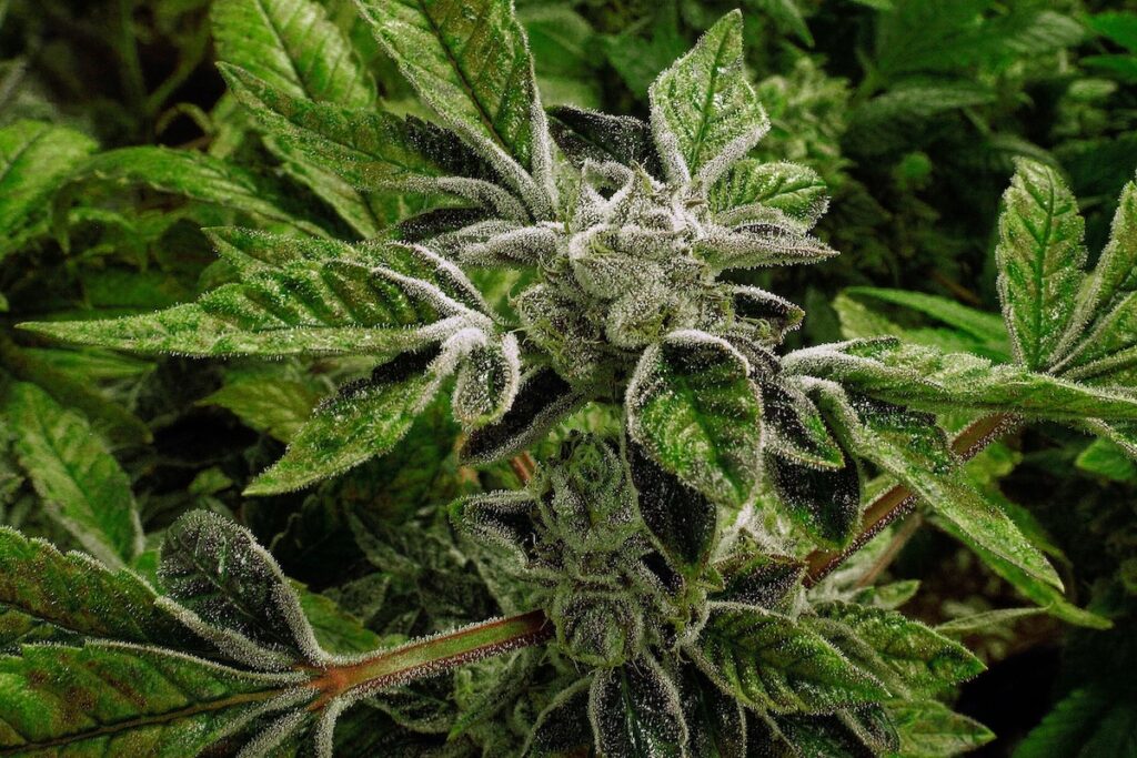 L'amministrazione Trump modifica la classificazione della cannabis nel Controlled Substances Act