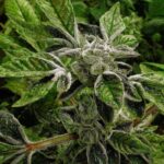 L'amministrazione Trump modifica la classificazione della cannabis nel Controlled Substances Act