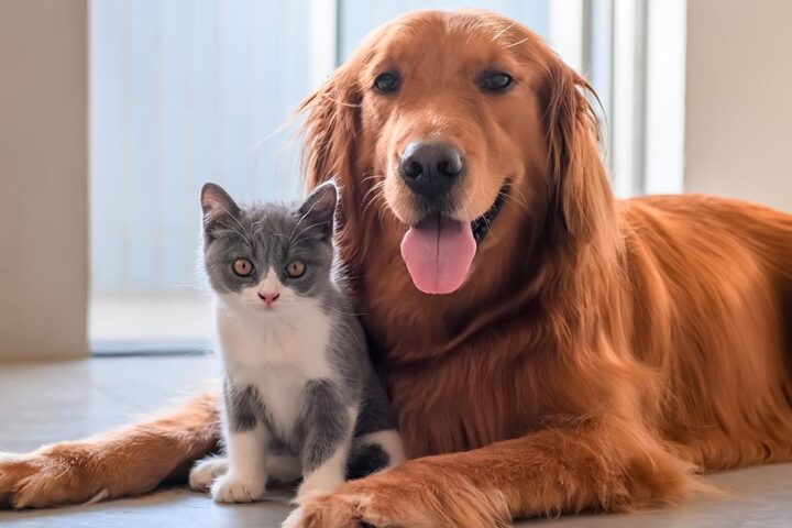 Microchip obbligatorio e registrazione per cani e gatti: il Parlamento Ue approva nuove normative europee