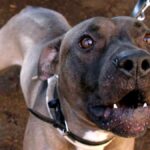 Pitbull attacca e provoca amputazione: donna aggredita a Barano d’Ischia