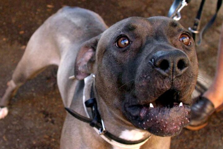 Pitbull attacca e provoca amputazione: donna aggredita a Barano d’Ischia