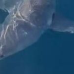 Squalo mako attacca una barca da pesca al largo di Gallipoli