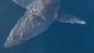 Squalo mako attacca una barca da pesca al largo di Gallipoli