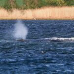 Tentativi di salvataggio della megattera arenata nel Baltico proseguono dopo un mese