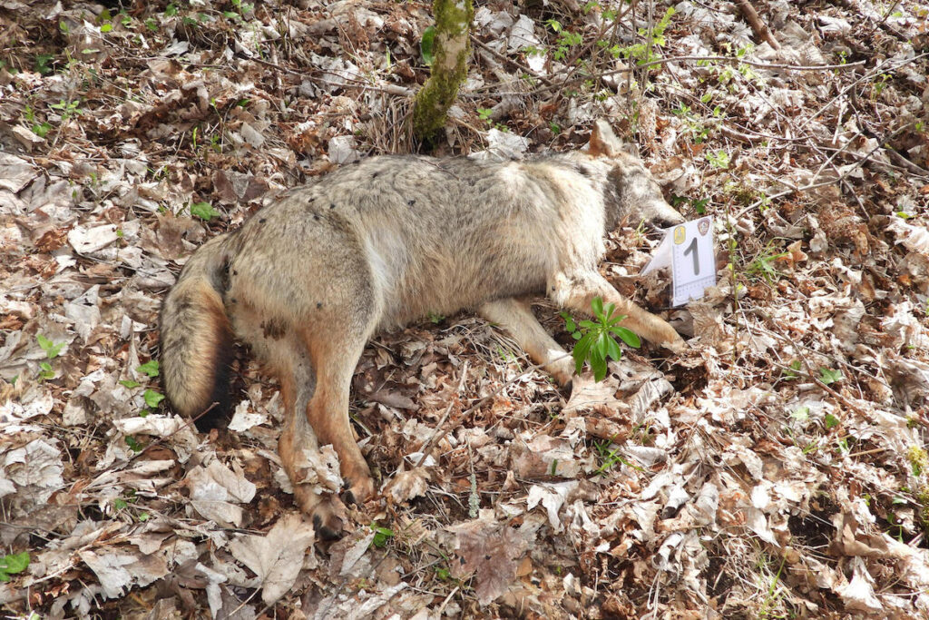 Trovati 18 lupi morti nel parco nazionale d’Abruzzo, sospetti di avvelenamento