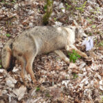 Trovati 18 lupi morti nel parco nazionale d’Abruzzo, sospetti di avvelenamento