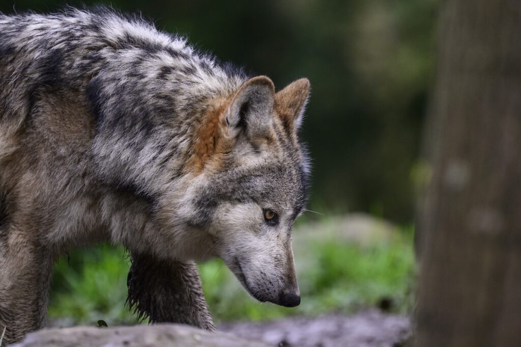Una donna morsa da un lupo ad Amburgo: primo attacco documentato in Germania da anni