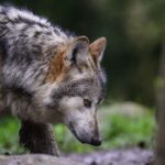 Una donna morsa da un lupo ad Amburgo: primo attacco documentato in Germania da anni