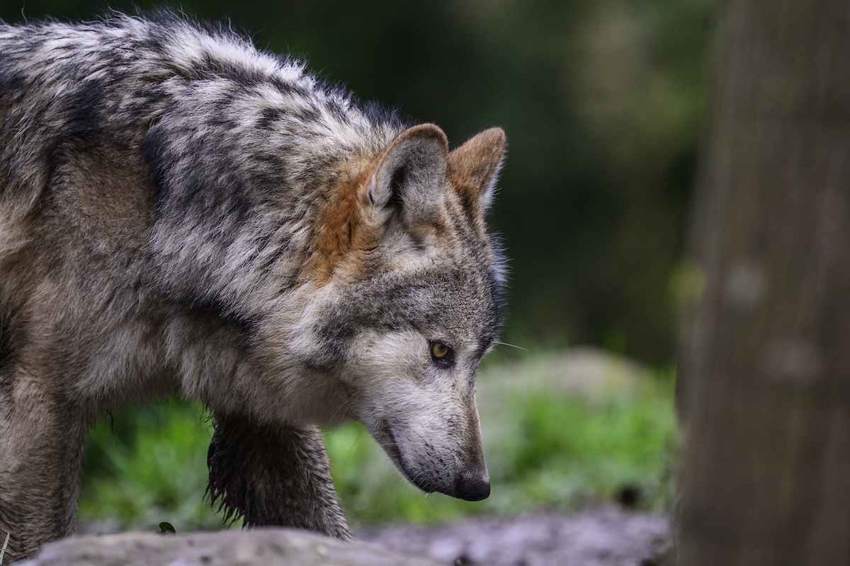 Una donna morsa da un lupo ad Amburgo: primo attacco documentato in Germania da anni