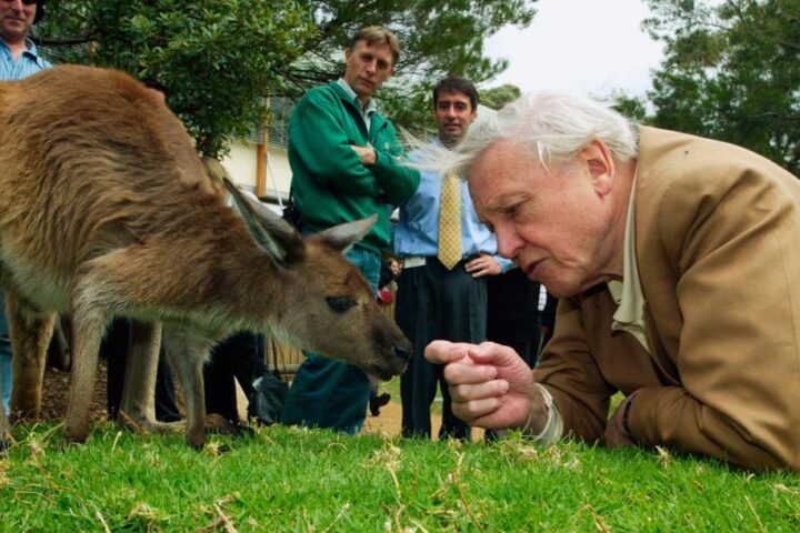 David Attenborough compie 100 anni, una celebrazione del suo amore per la natura alla Royal Albert Hall