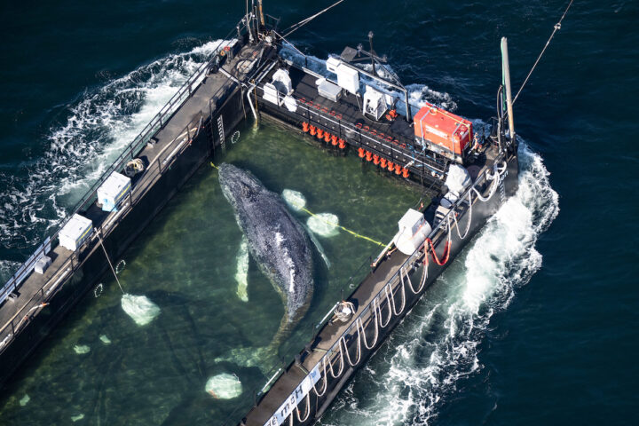 Liberazione della megattera spiaggiata nel Baltico avvenuta nel mare del Nord dopo oltre un mese
