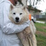 Maxi sequestro di oltre 200 husky in un allevamento di Ponzano Romano