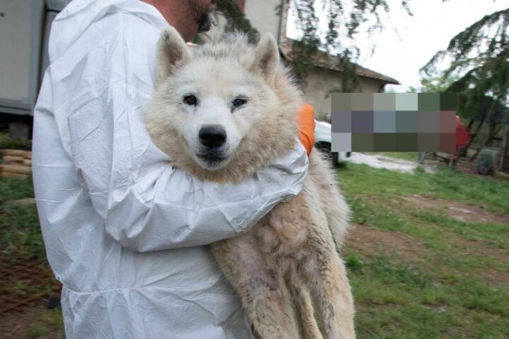 Maxi sequestro di oltre 200 husky in un allevamento di Ponzano Romano