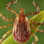 Sindrome di Alfa-gal: l'allergia alla carne rossa causata dalle zecche e il ruolo del cambiamento climatico