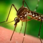 Zanzare: l'uso efficace dei repellenti secondo uno studio italo-francese
