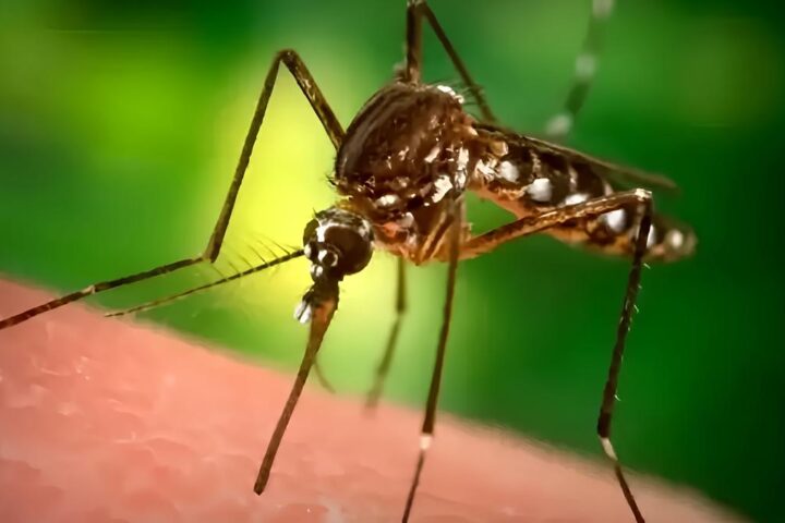 Zanzare: l'uso efficace dei repellenti secondo uno studio italo-francese