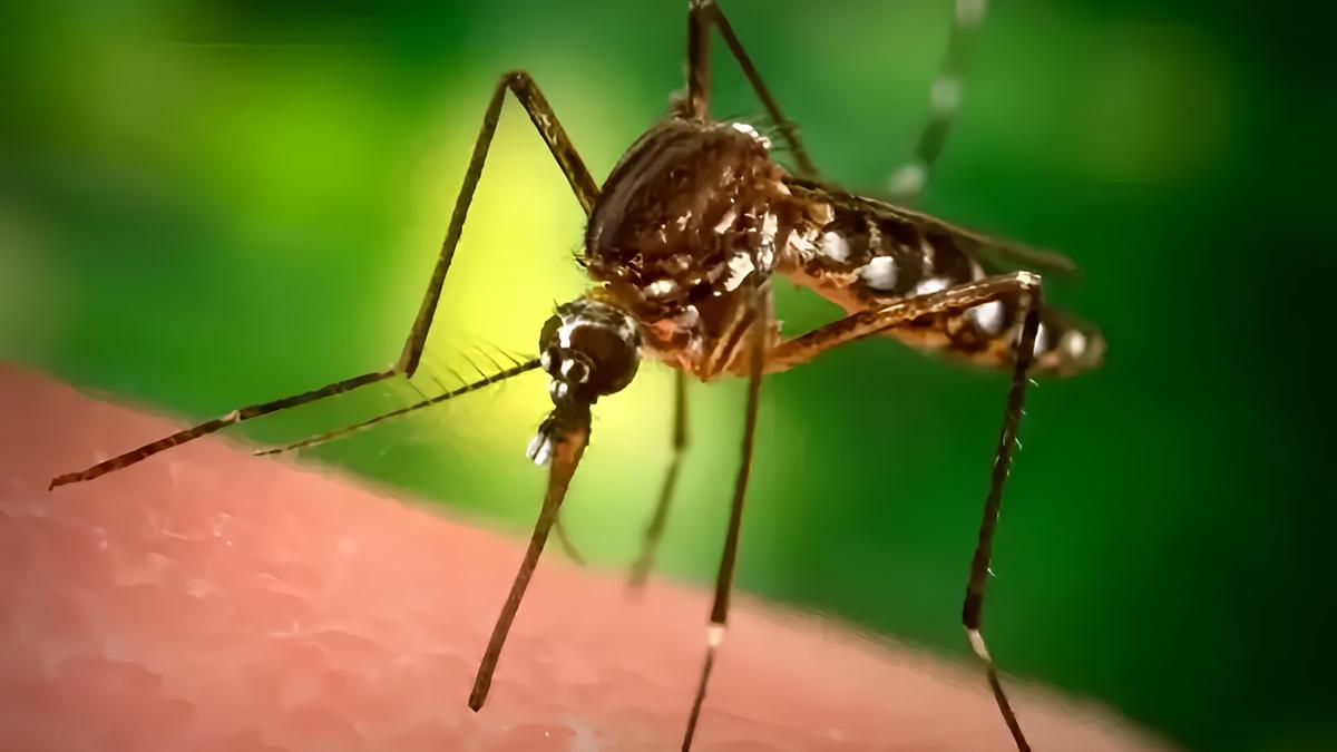 Zanzare: l'uso efficace dei repellenti secondo uno studio italo-francese