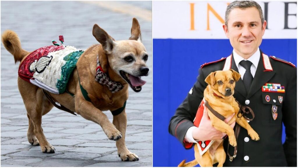 Briciola, la mascotte dei carabinieri, va in pensione dopo 14 anni di onorato servizio