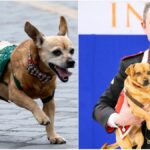 Briciola, la mascotte dei carabinieri, va in pensione dopo 14 anni di onorato servizio