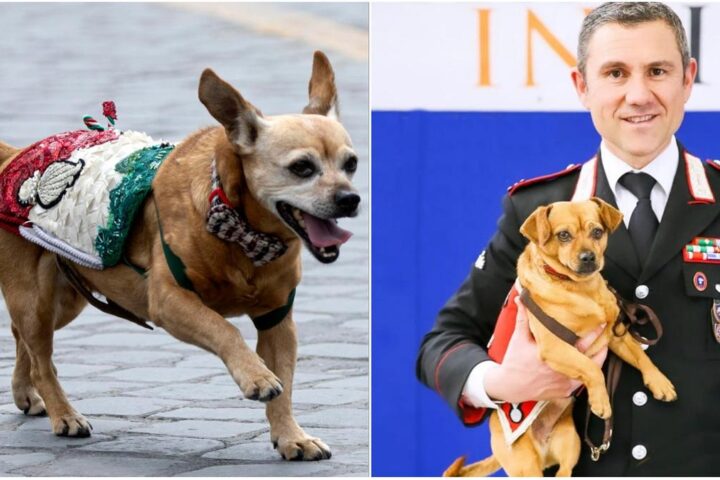 Briciola, la mascotte dei carabinieri, va in pensione dopo 14 anni di onorato servizio
